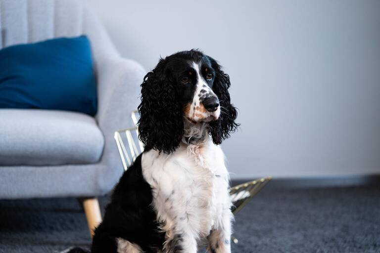 Ein Hund sitz in einem Wohnzimmer.